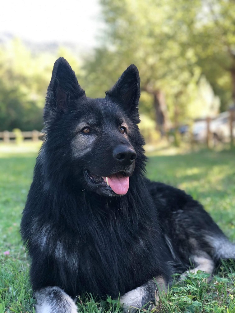 U'Laïko du Printemps des Olivets