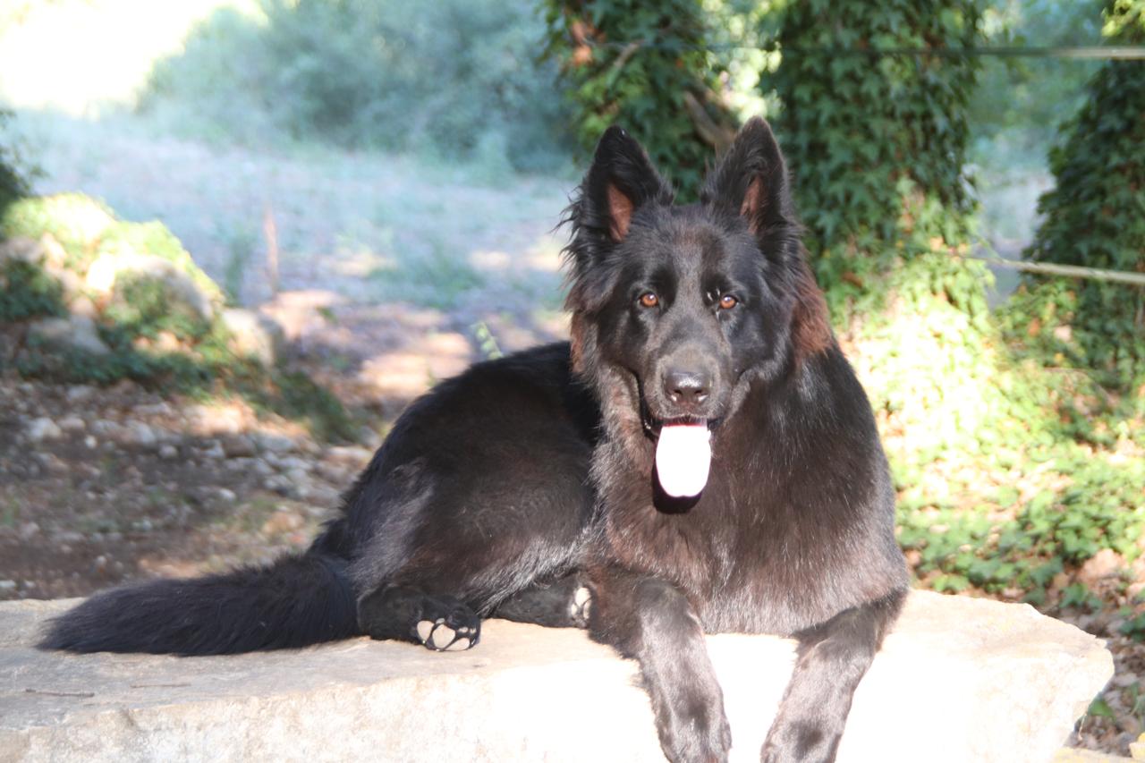Uzzi de la Légende du Loup Noir
