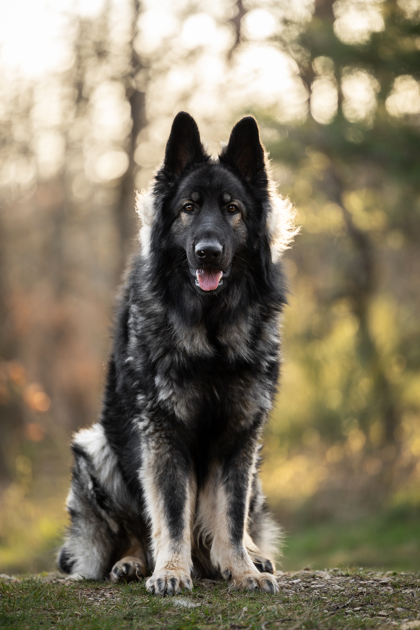 Hadès de la Bergerie Du Lac