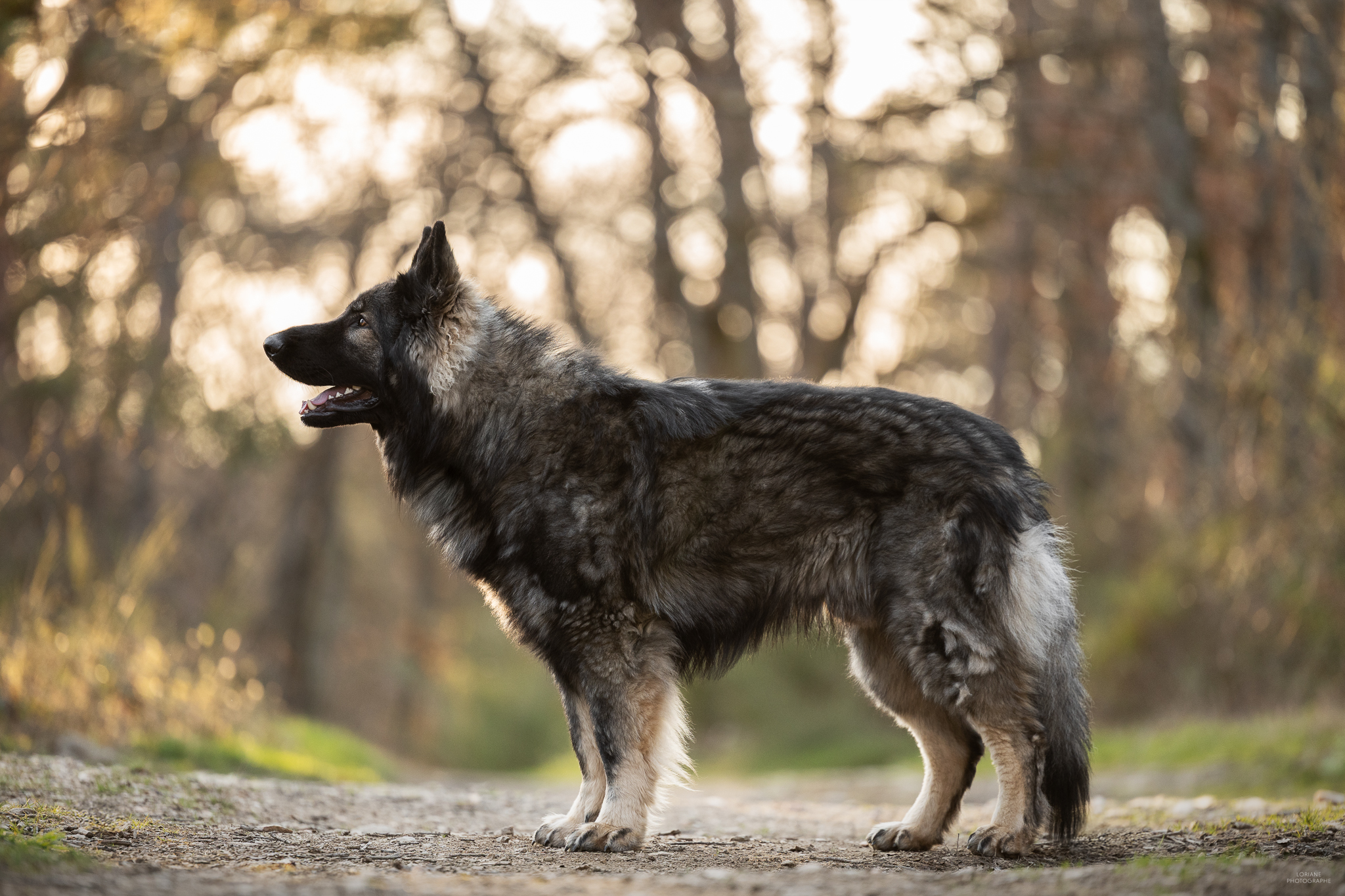 Hadès de la Bergerie Du Lac - photo 2