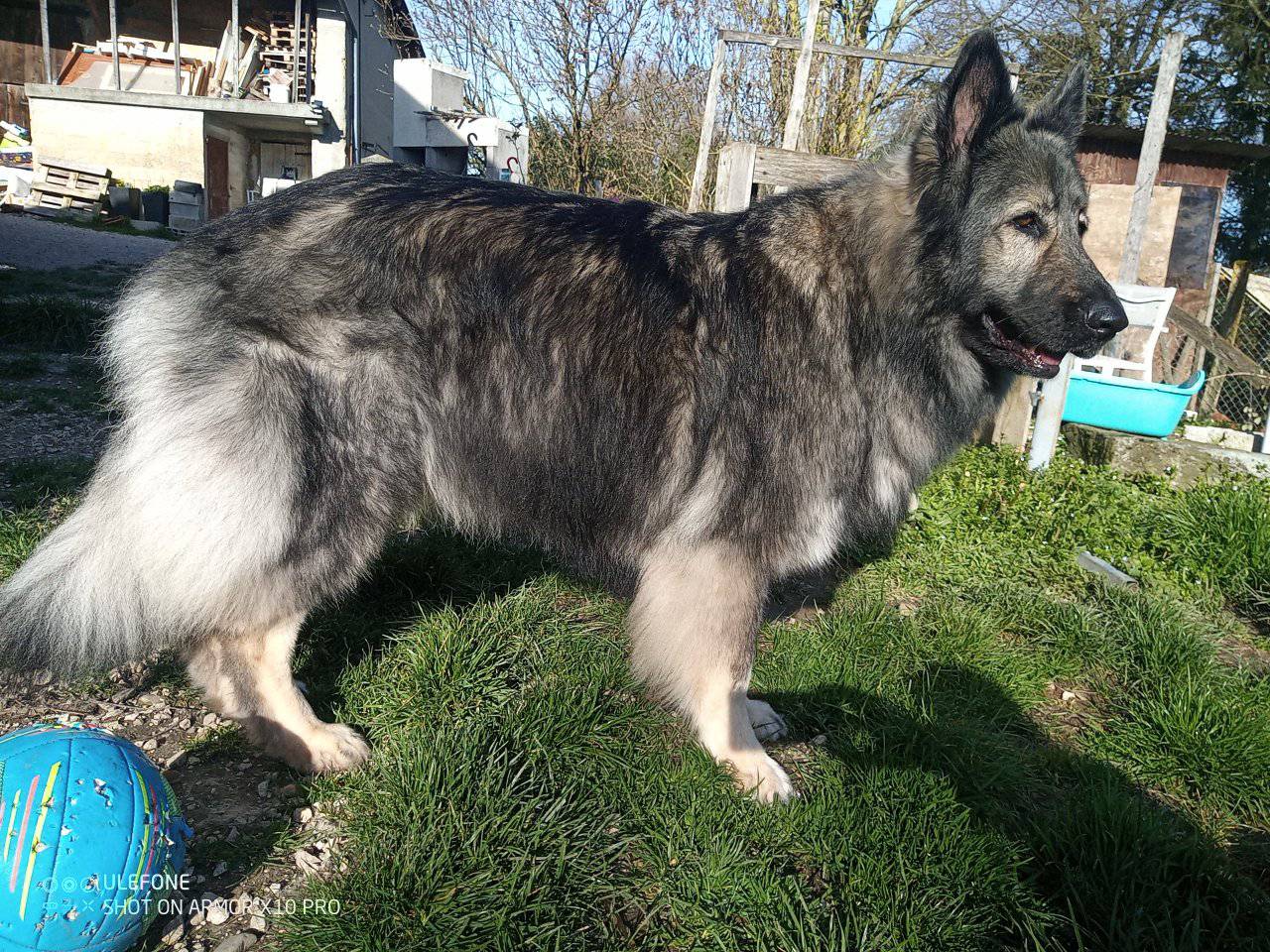 Liyat de la Légende du loup noir - photo 2