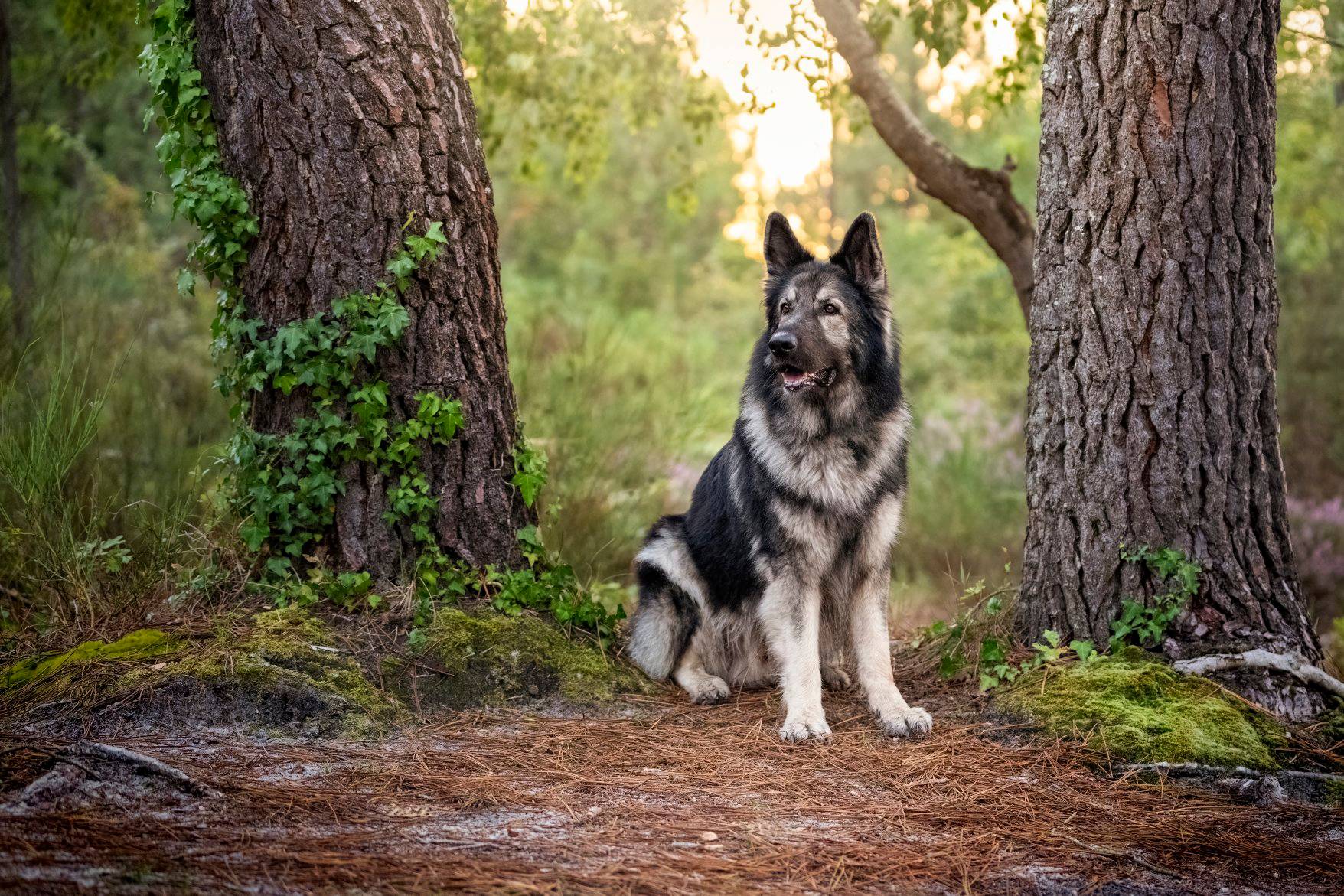 Pazy de L'Arche de Liyat - photo 2