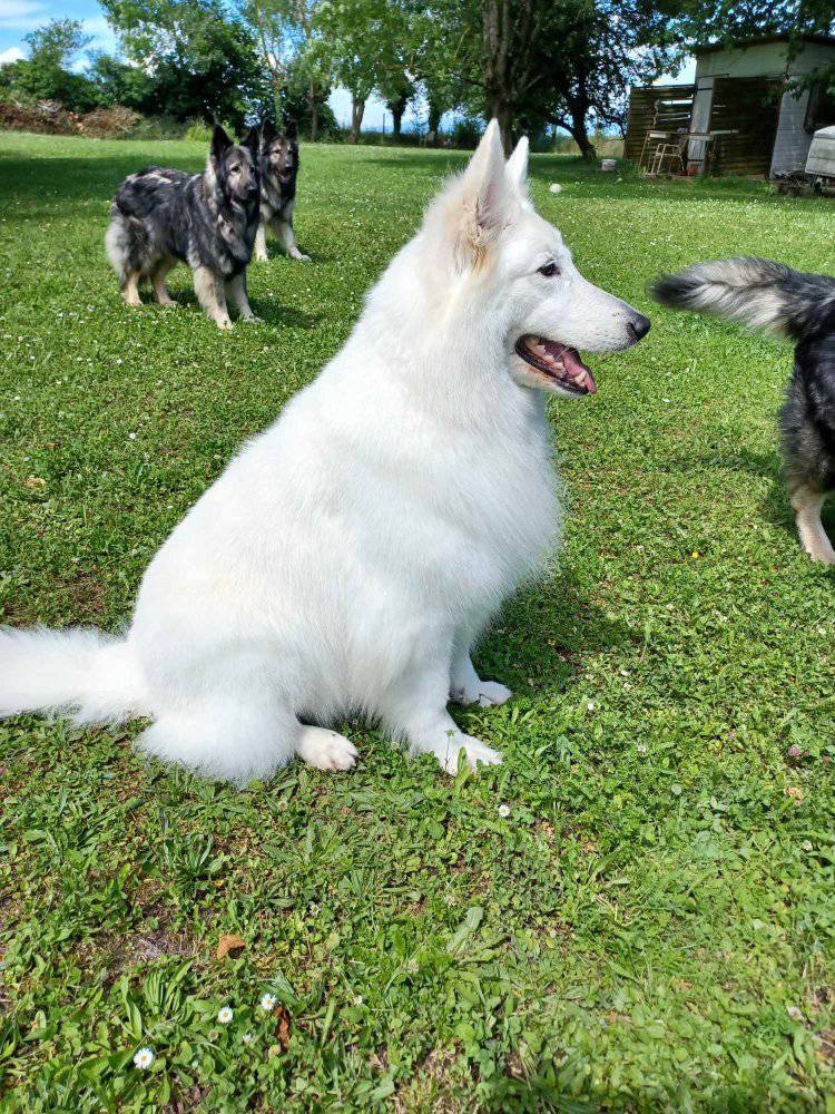 Image 2 de Toilettage