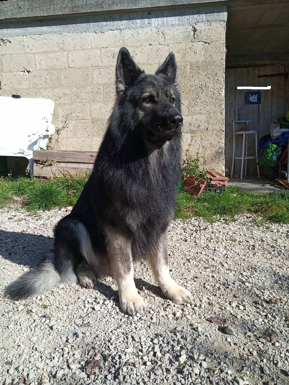 Image 3 de Toilettage